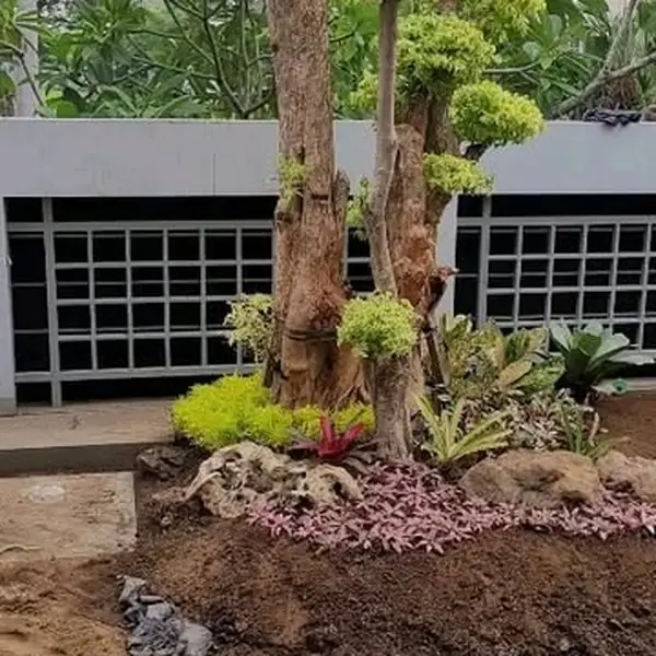Taman – Taman bonsai
